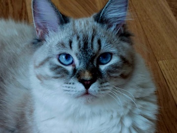 Siberian – Neva Masquarade Katzen – Wien