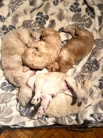 Golden Retriever – Double Doodles