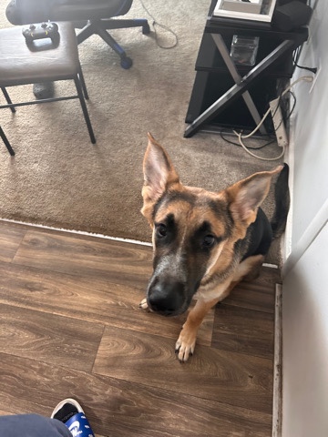 German Shepherd – more photos