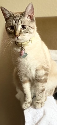 Siamese – princess lily