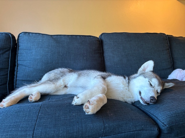 Siberian Husky – Droppy!