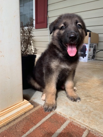 German Shepherd – German shepherd