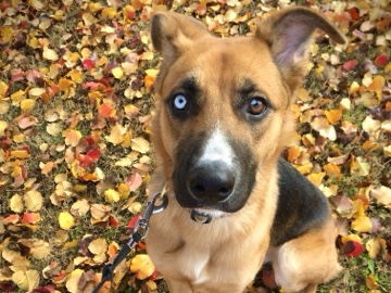 German Shepherd – Astra