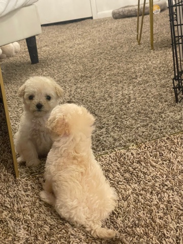 teacup maltipoo