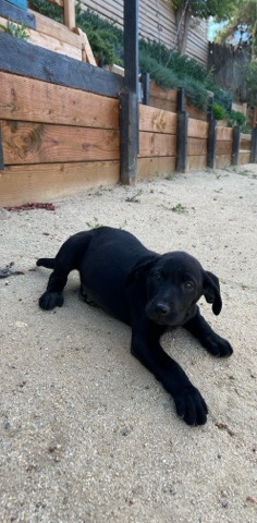 Lab Pupy