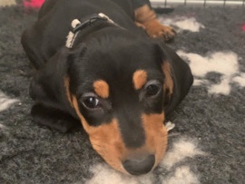 Dachshund – 3 beautiful male dachshunds – Telford