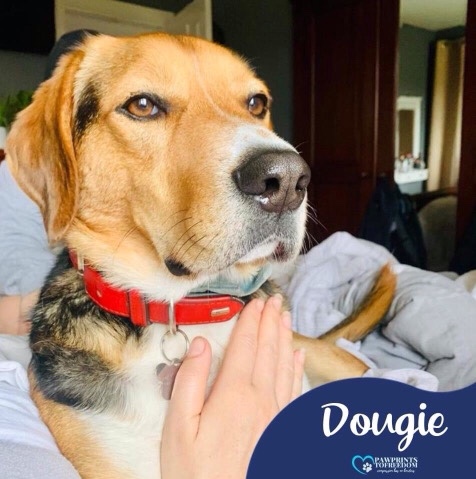 Beagle – Dougie