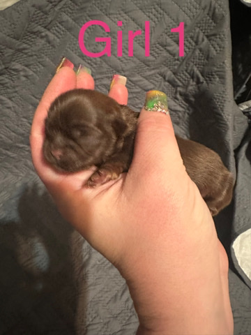 Shih Tzu – shih tzu