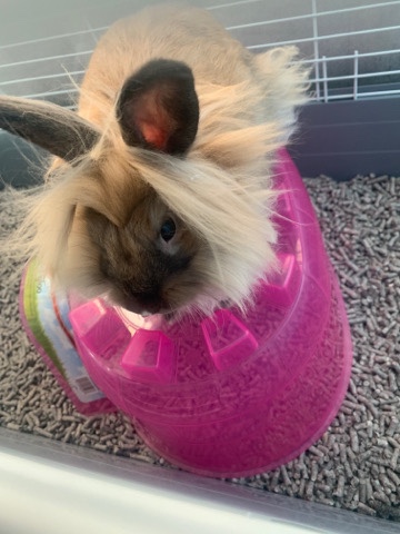 Lionhead – Lionhead bunny