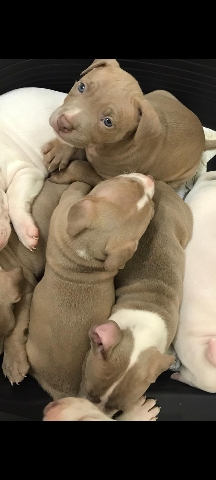 American Bulldog – American bulldog X XL bully