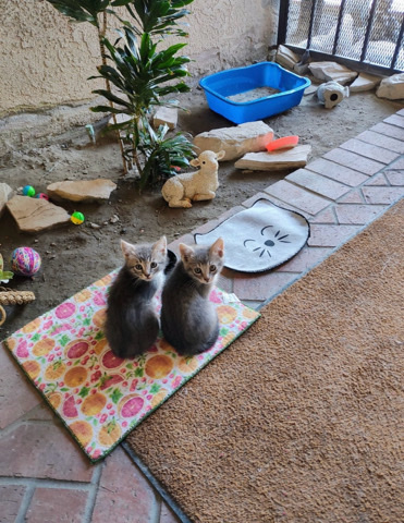 Rehome