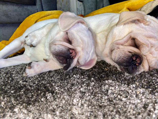 Pug – pug puppies due.