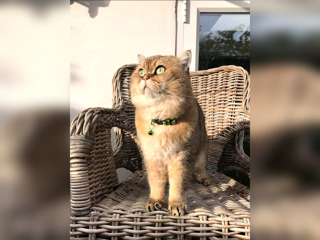 British Shorthair – Beautiful Golden Chinchilla British Shorthair Male Cat with Belongings for £699 in Total (see description) – Uxbridge