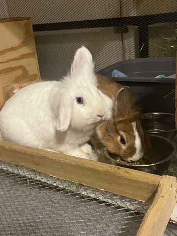 Lionhead – Bonded Pair of Lionhead Rabbits (with cage, etc.)