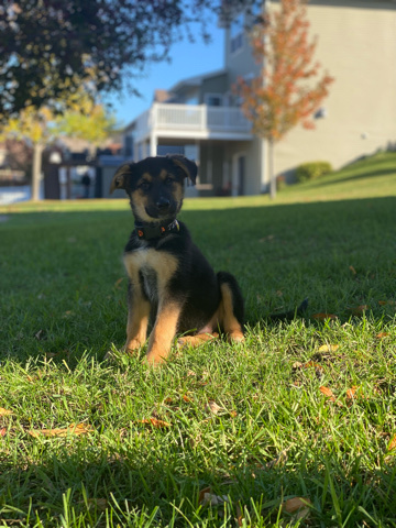 German Shepherd – German Shepard Mix