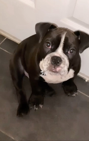 American Pit Bull Terrier – micro bully