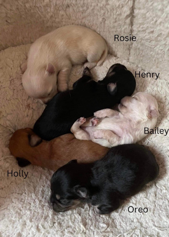 Chihuahua – chihuahua puppies