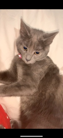 Russian Blue – for sale