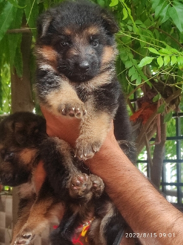 German Shepherd – 1 month old German shepherd female