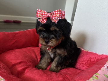 Yorkie Poo – Yorkiepoo – Warner Robins