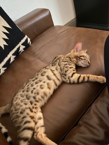 Bengal – Loving and Playful Bengal Baby