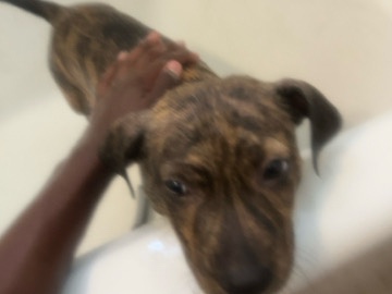 American Pit Bull Terrier – mix pit bull – East Saint Louis