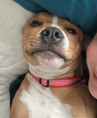 American Pit Bull Terrier – pitbull/American bully mix