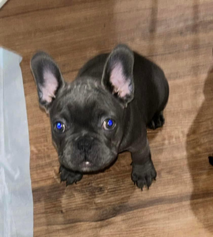 French Bulldog – French Bulldog ready to be rehomed