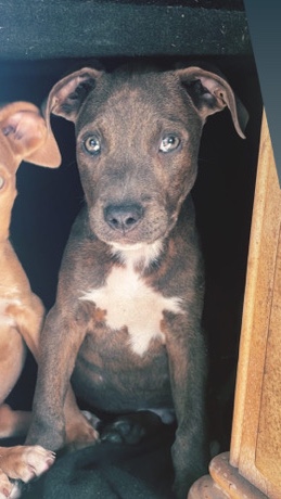 American Pit Bull Terrier – American XL Bully Mixed W/ Pitbull,Txt ***