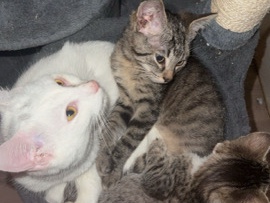 verkaufe 2 Katzen – Schramberg