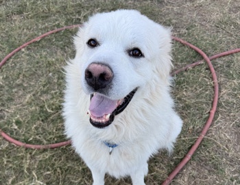 Great Pyrenees – URGENTLY NEEDED TO RE-HOME Sweet Great Pyrenees Seeking Forever Family – North Richland Hills