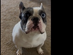 French Bulldog – Lotto Nees Love – Buckeye