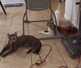 American Shorthair – two sisters