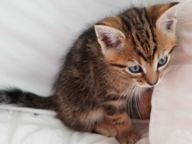 kitten male – Battle Ground