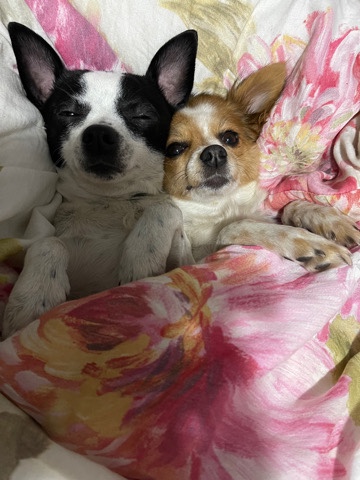 Pomeranian – Here is 2 doggies for one price!