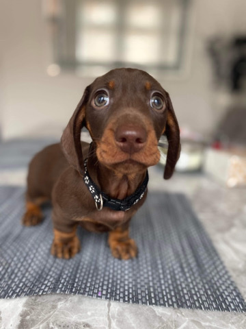 Dachshund – dachshund miniature kc register
