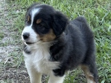 Australian Shepherd – Australian Shepherd – Walnut Springs