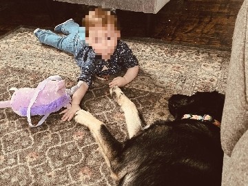 Labrador Husky – Huskey/German Shepherd needing new home – Salt Lake City