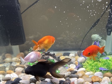 Goldfish – 4 goldfish – London