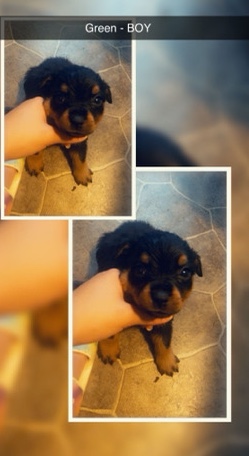 Rottweiler – Rottweiler Puppy