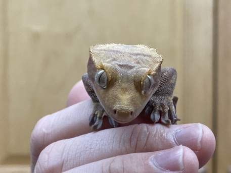 Crested Gecko – Female Crested Gecko – Sebring
