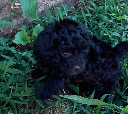 Labradoodle minis
