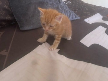 European Shorthair – Adorable European Shorthair Kitten – 4 Weeks Old – Bradford