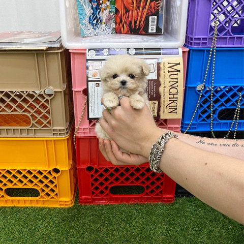 Maltese – lovely puppies for rehoming.