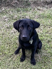 Labrador Retriever – Bronx Need A Home