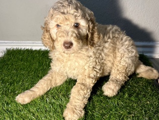 Doodle – Golden doodle – Jesup
