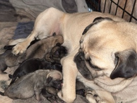 pugs looking for home 