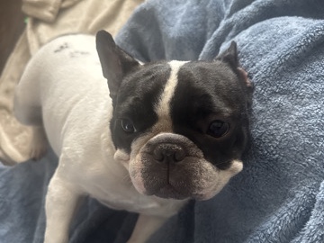 French Bulldog – Looking to rehome my spoiled tomboy princess, Fendi – Orlando