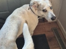 Mixed Breed – Husky/Australian  Shepherd – Medford