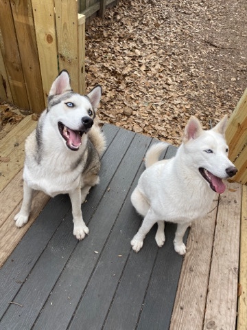 Siberian Husky – Hunter & Hazel
